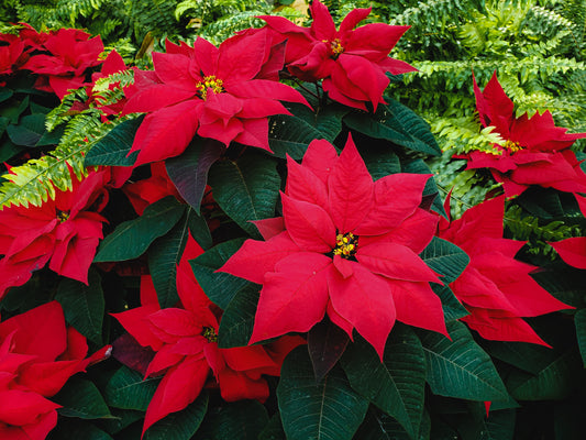 How to Protect Plants in Your Holiday Decorations